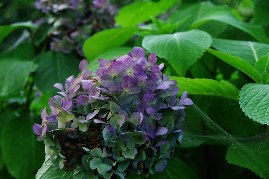 Photo purple potato seedlings