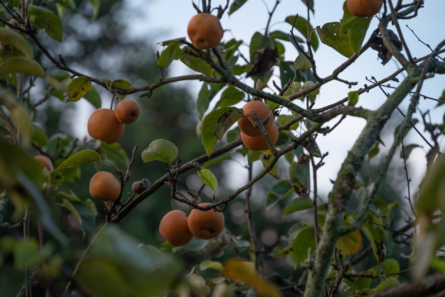Photo loquat fruit season