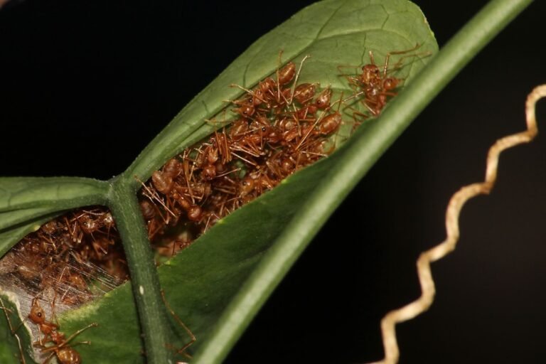 Photo diatomaceous earth aphids