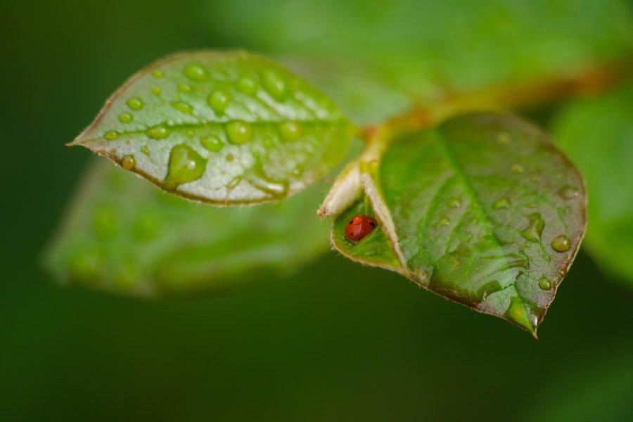 Photo diatomaceous earth aphids