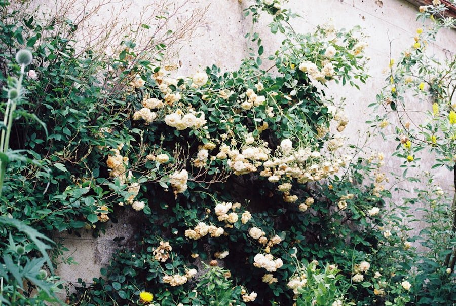 Photo jerusalem artichoke plants