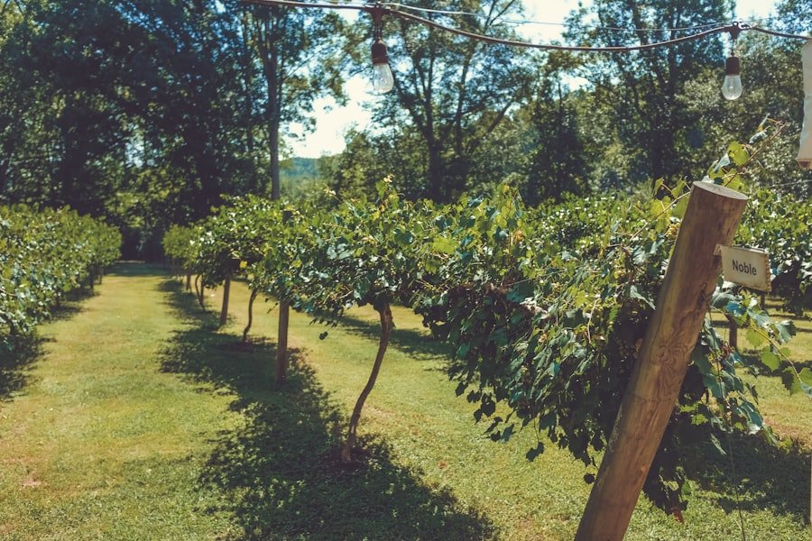 Photo champagne loquat tree