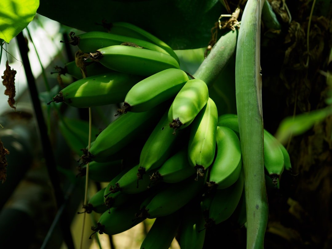 Photo snake bean seedlings