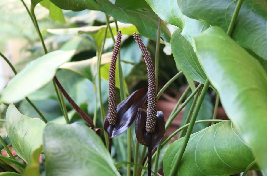 Photo snake bean seedlings