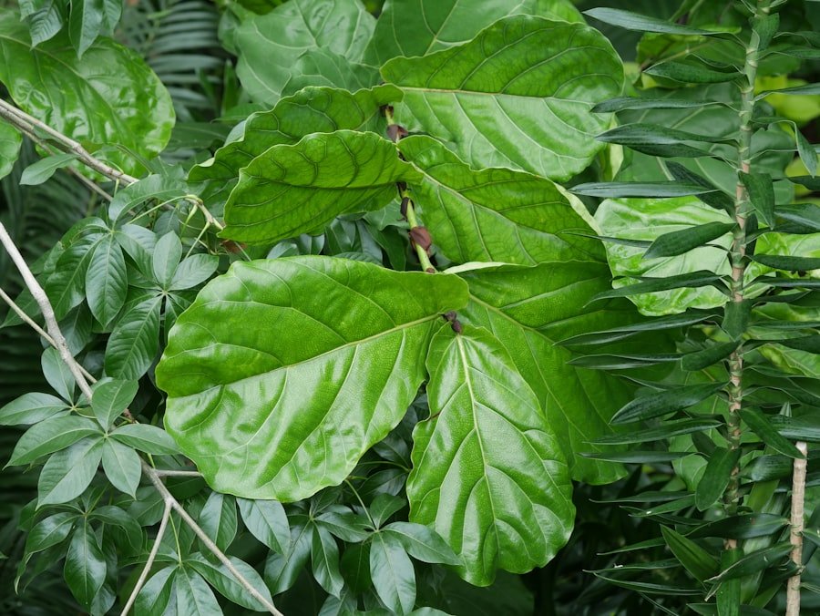 Photo curry leaf plant