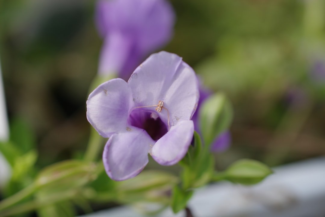 Photo potato flower purple