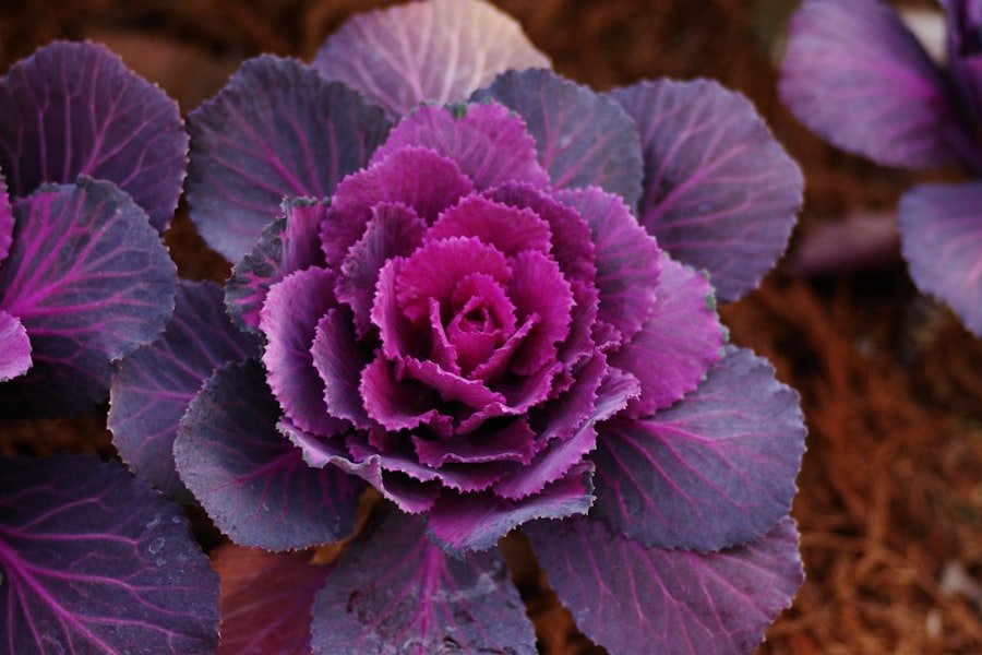 Photo potato flower purple