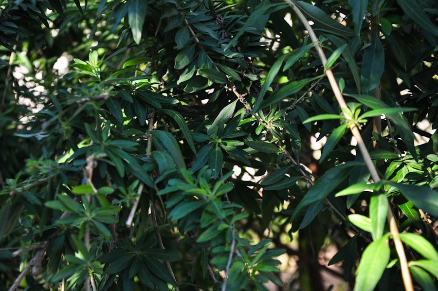 Photo coppertone loquat plant