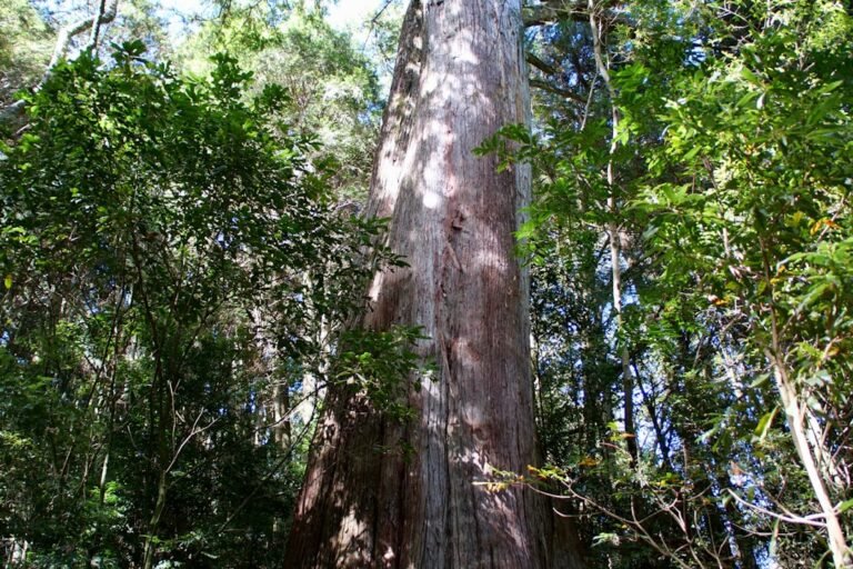 Photo florida loquat tree