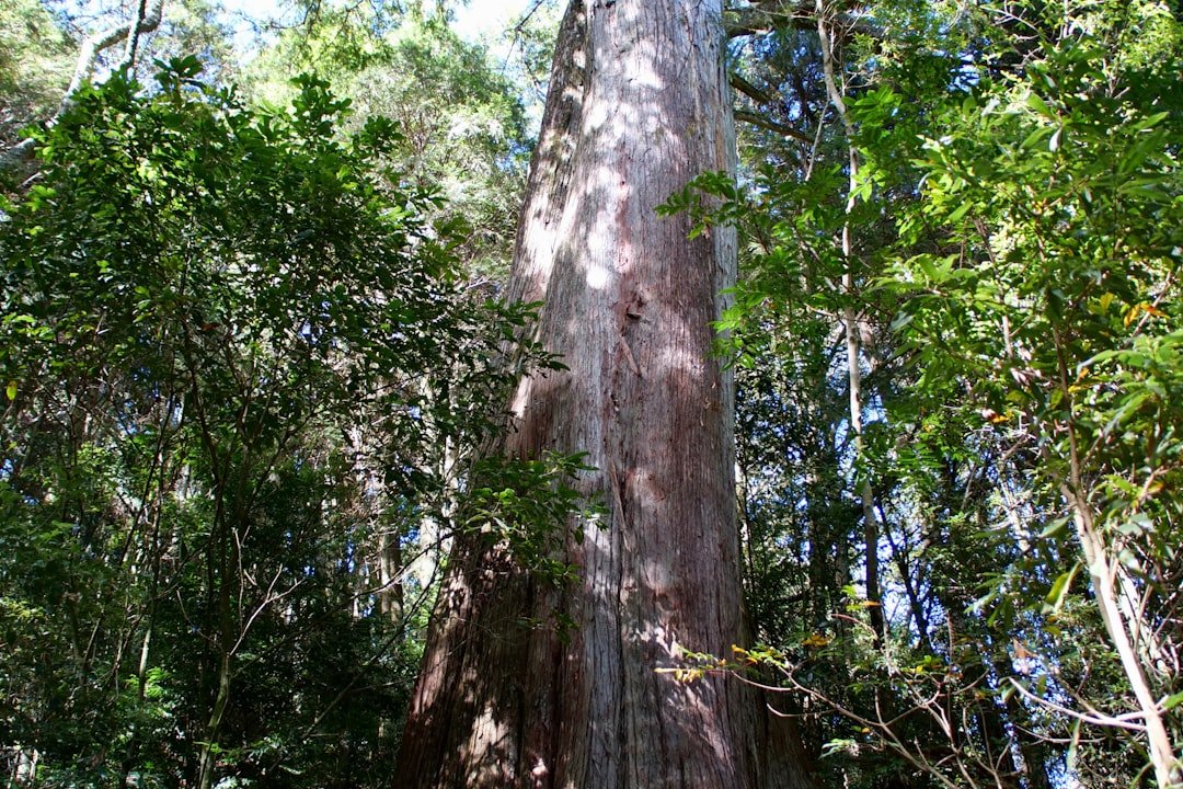 Photo florida loquat tree