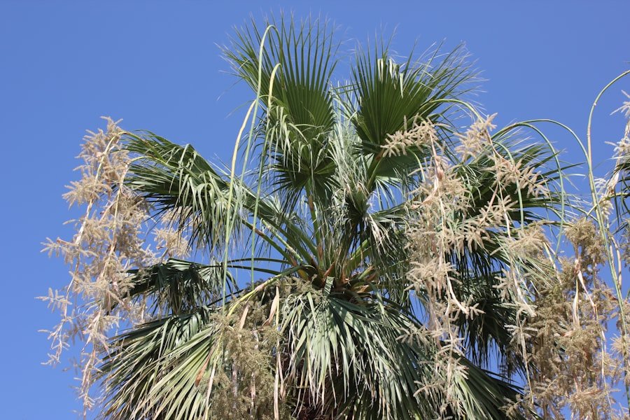 Photo florida loquat tree