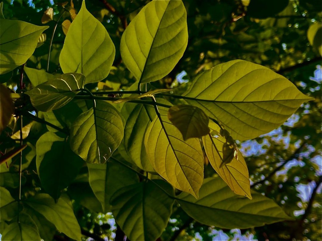 Photo curry leaf tree