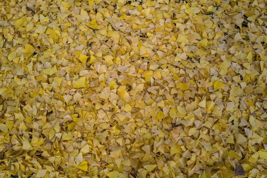 Photo curry seedling