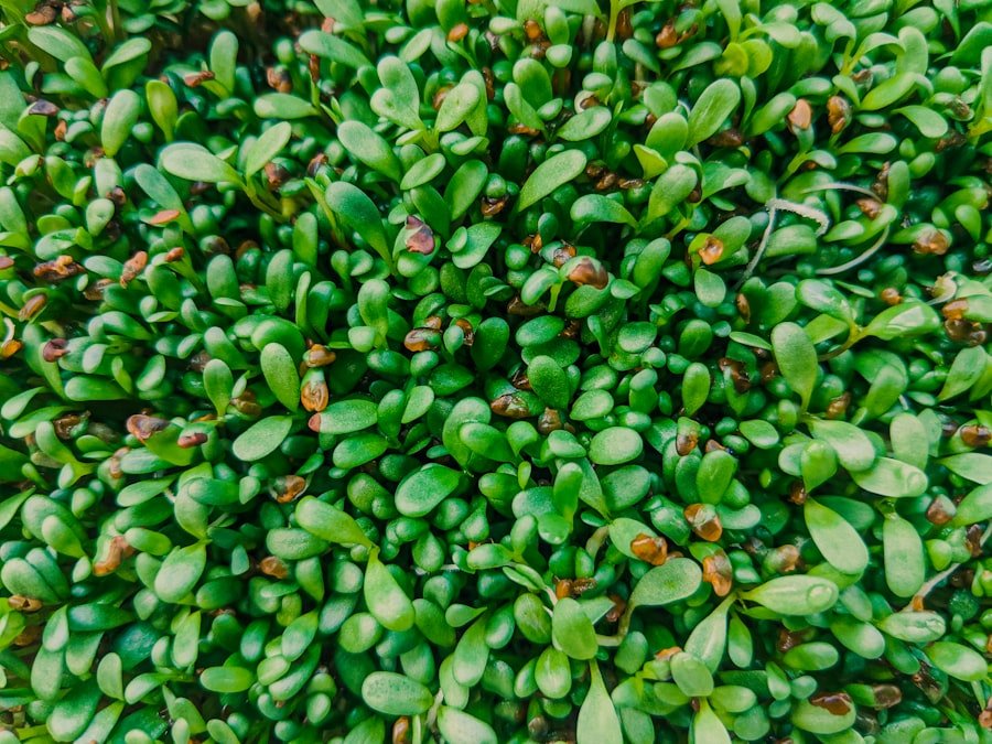 Photo green beans seeds
