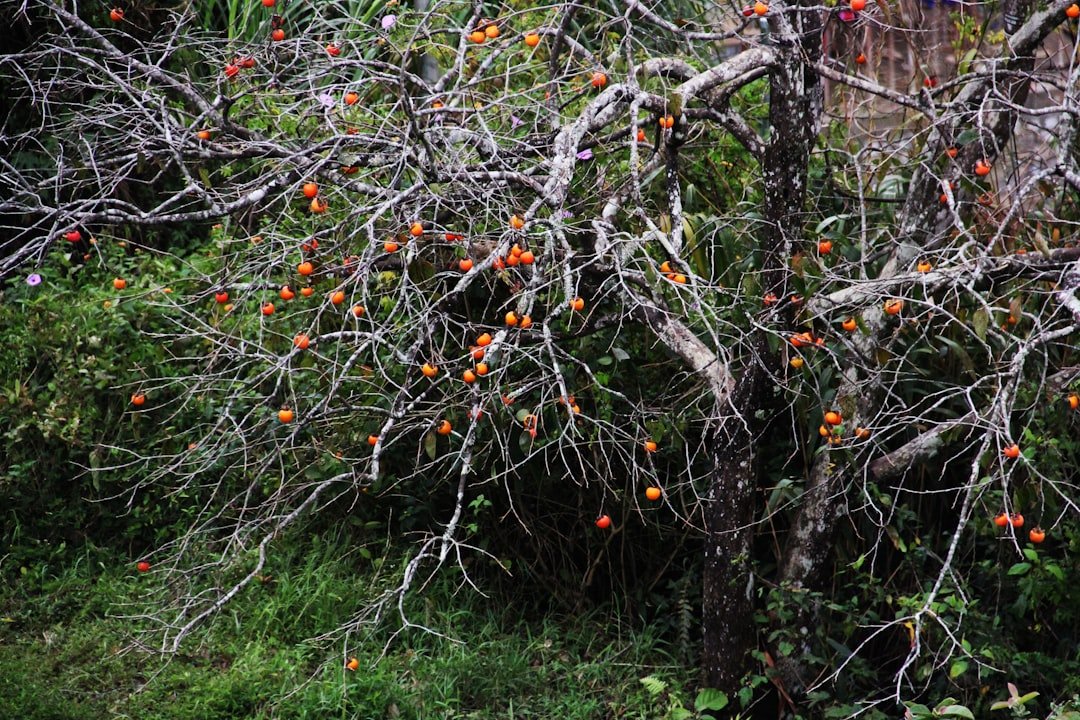 Photo nespoli fruit trees
