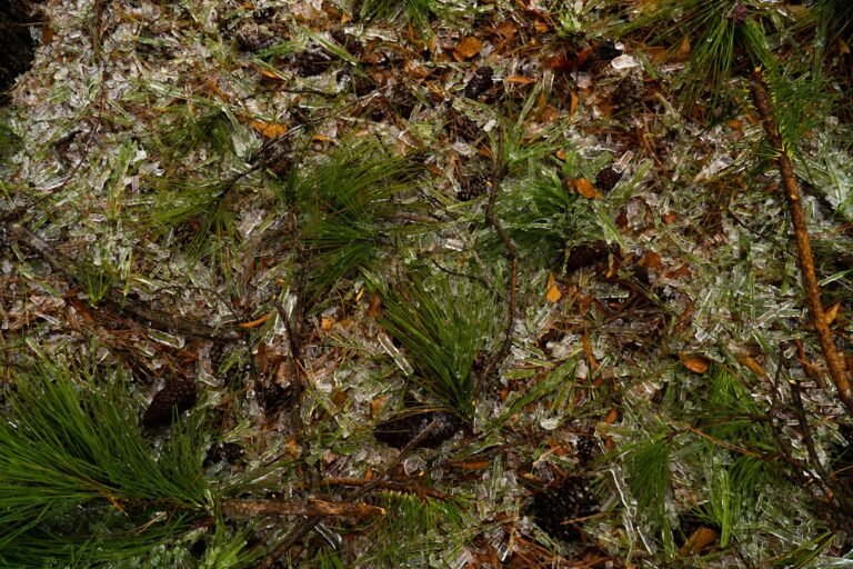 Photo propagation moss