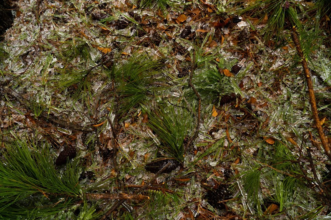 Photo propagation moss