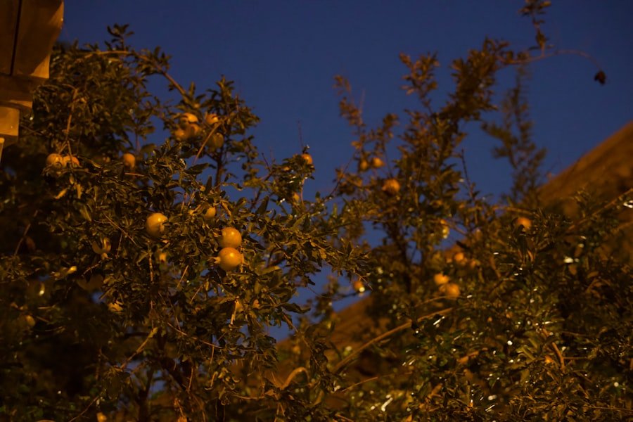 Photo mangoes California