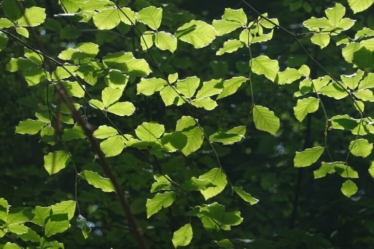 Photo okra leaves