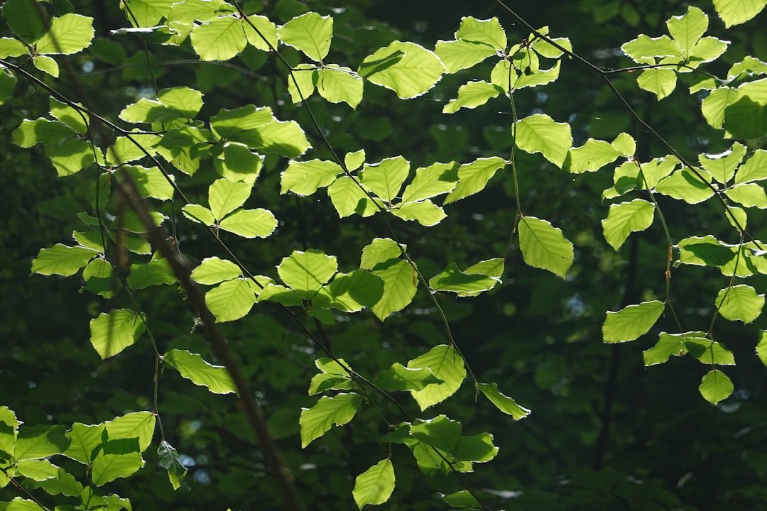 Photo okra leaves