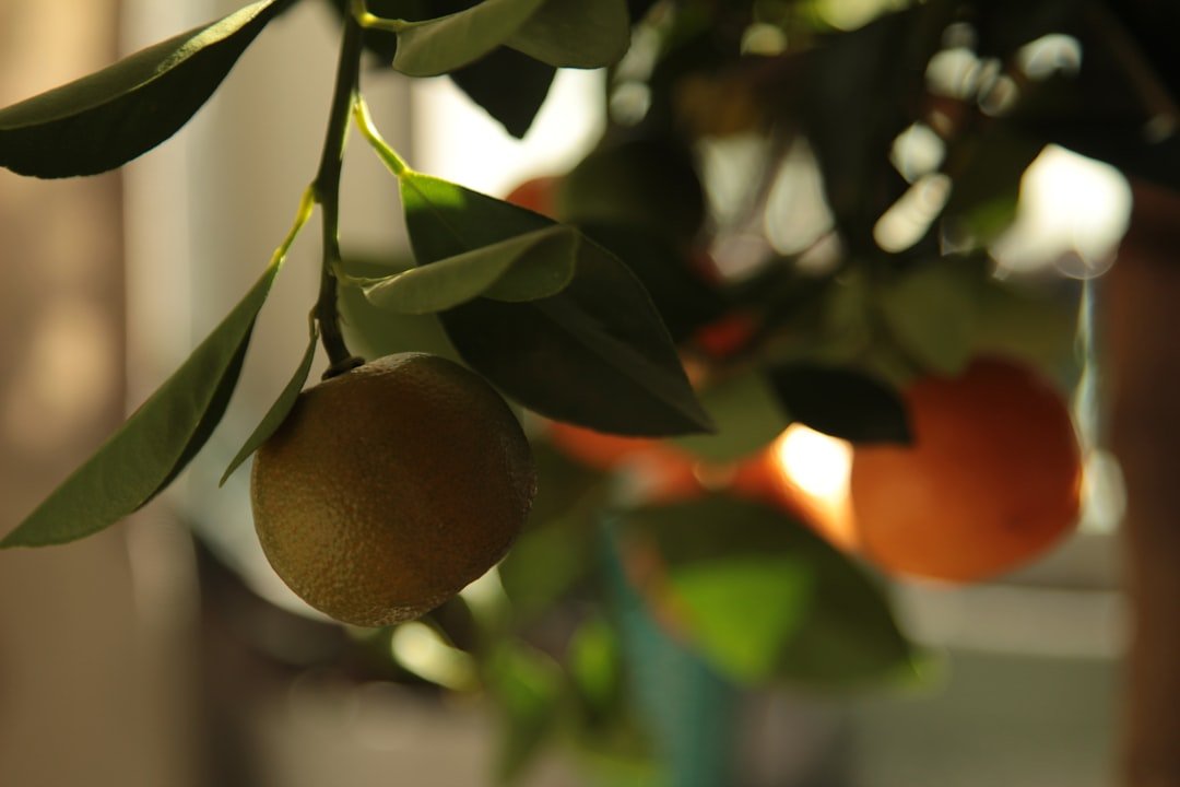 Photo mango indoor plant