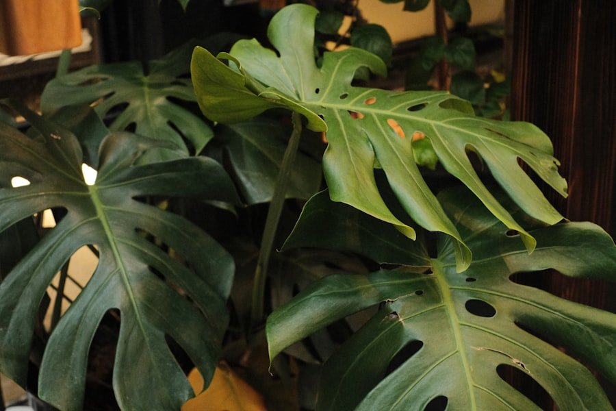 Photo mango indoor plant