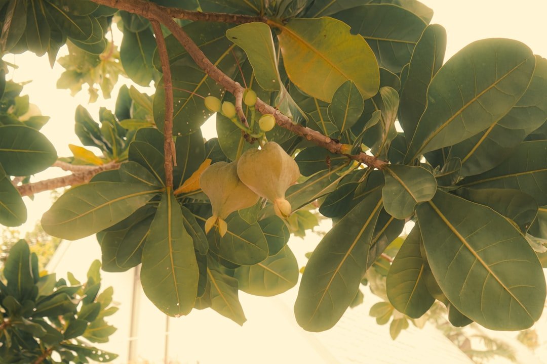 Photo mango tree California
