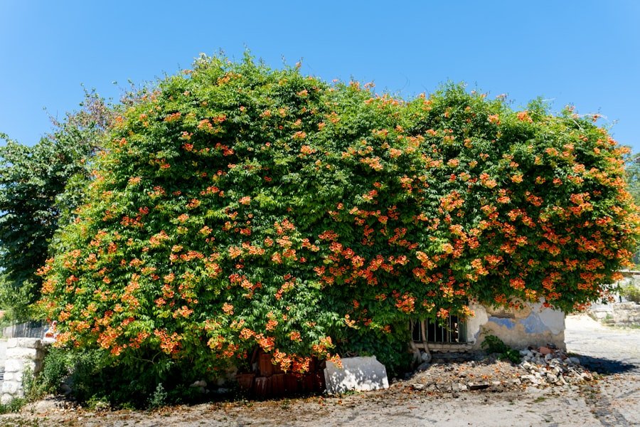 Photo mango tree California