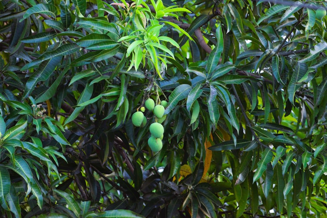 Photo mango tree