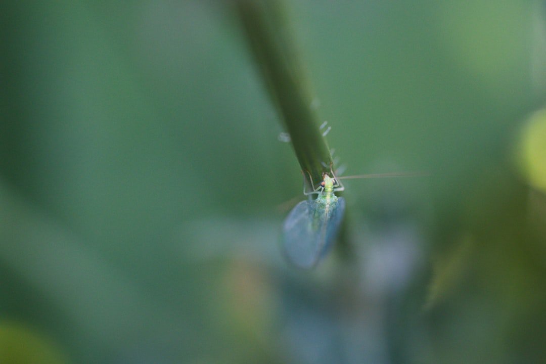 Photo okra aphids