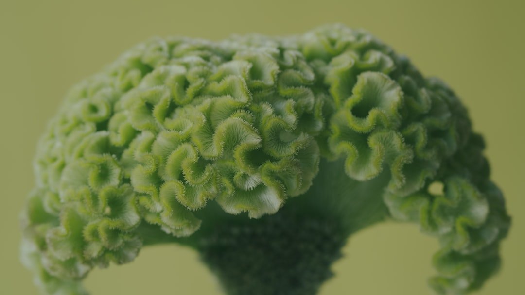 Photo broccoli seeds