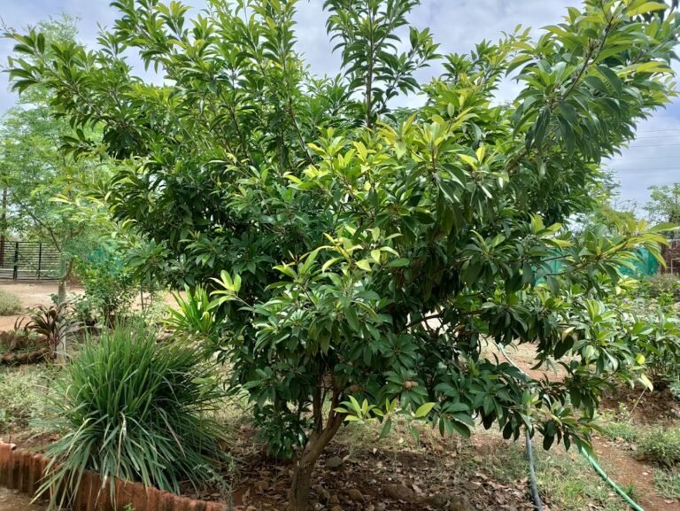 Photo guava plant variety