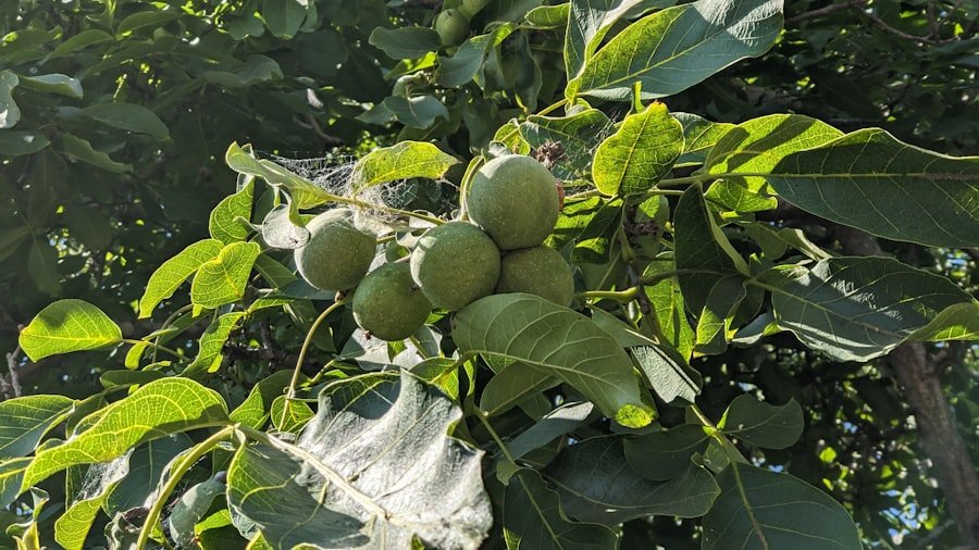 Photo guava plant variety