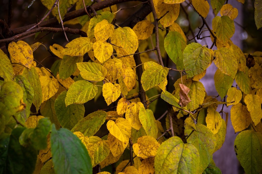 Photo curry leaves saplings
