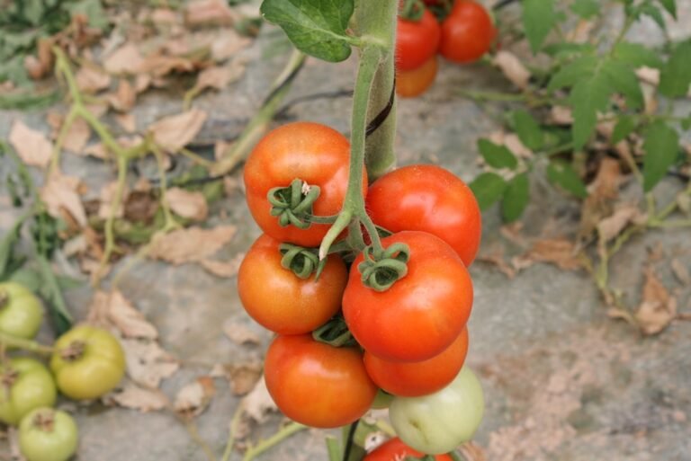 Photo tomato plants, shade