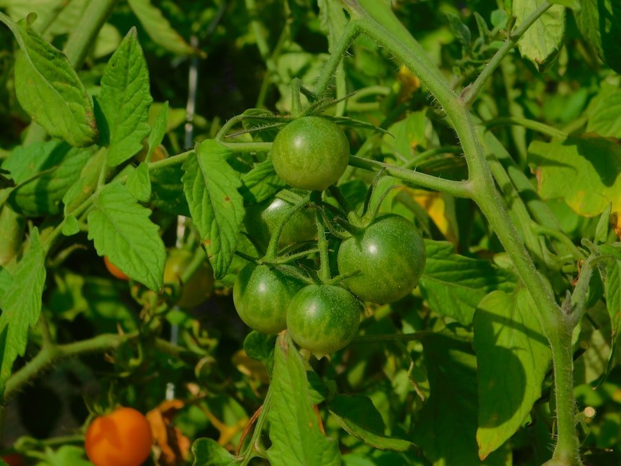 Photo tomato plants, shade