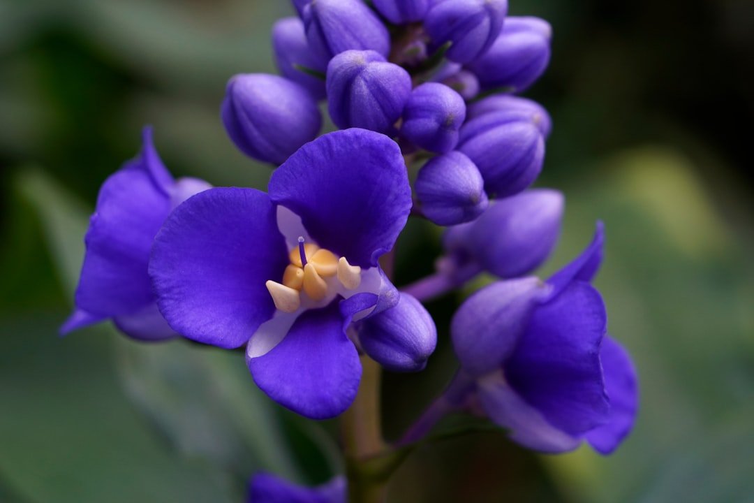 Photo purple majesty potato plant