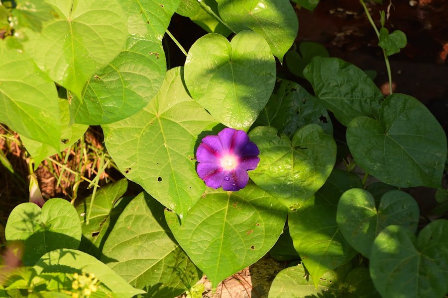 Photo purple majesty potato plant