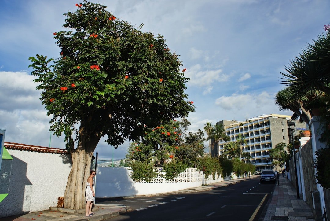 Photo pluot fruit tree