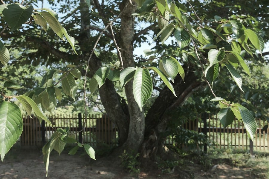 Photo pluot fruit tree
