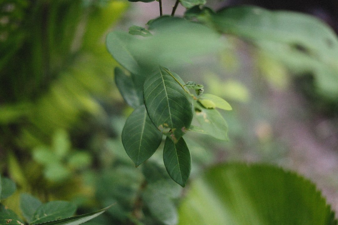 Photo grow curry leaf tree
