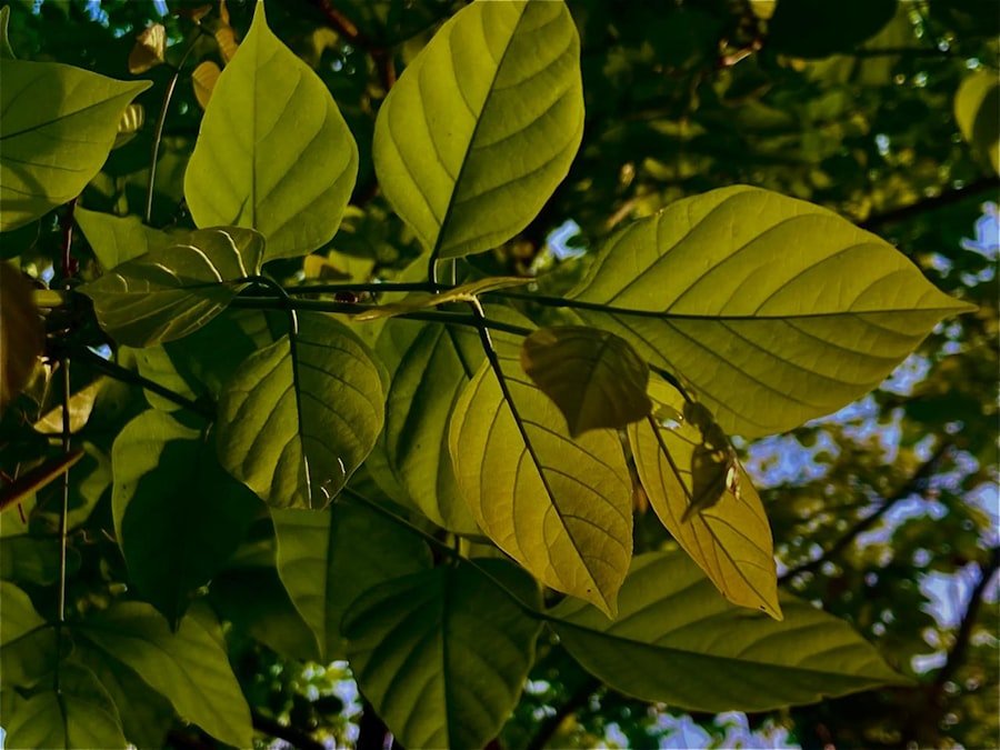 Curry leaf tree growing in bright light