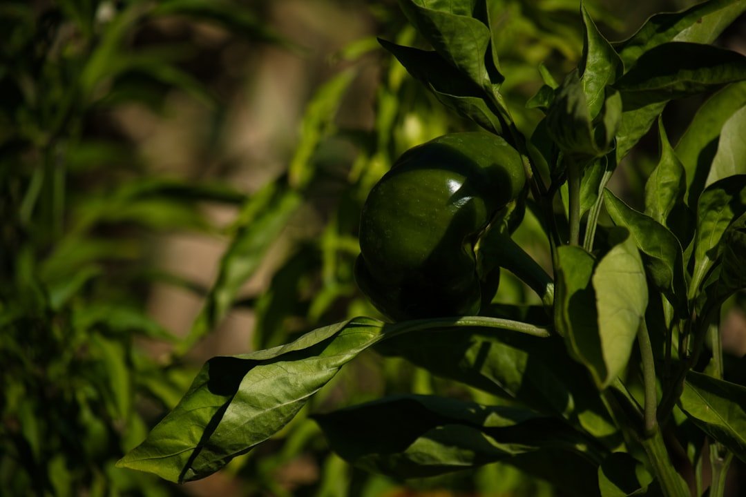 Photo ancho pepper growing