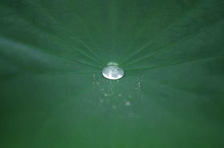 Photo emerald drop pluot