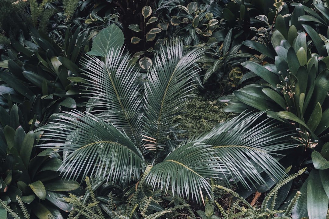 Photo diatomaceous earth plants