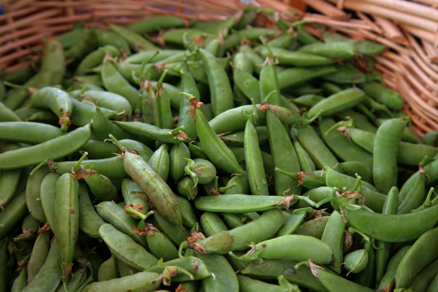Photo chinese green beans seeds