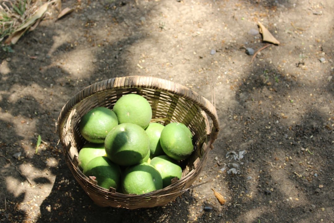 Photo guava variety