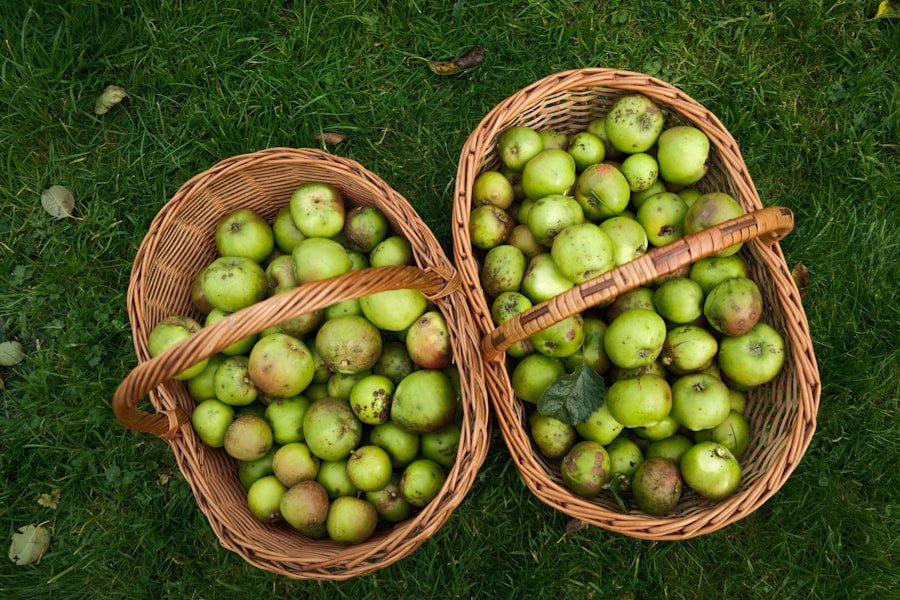 Photo guava variety