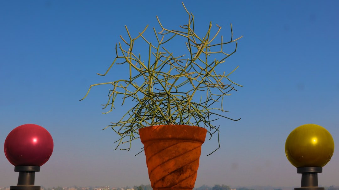 Photo grow curry plant from seed