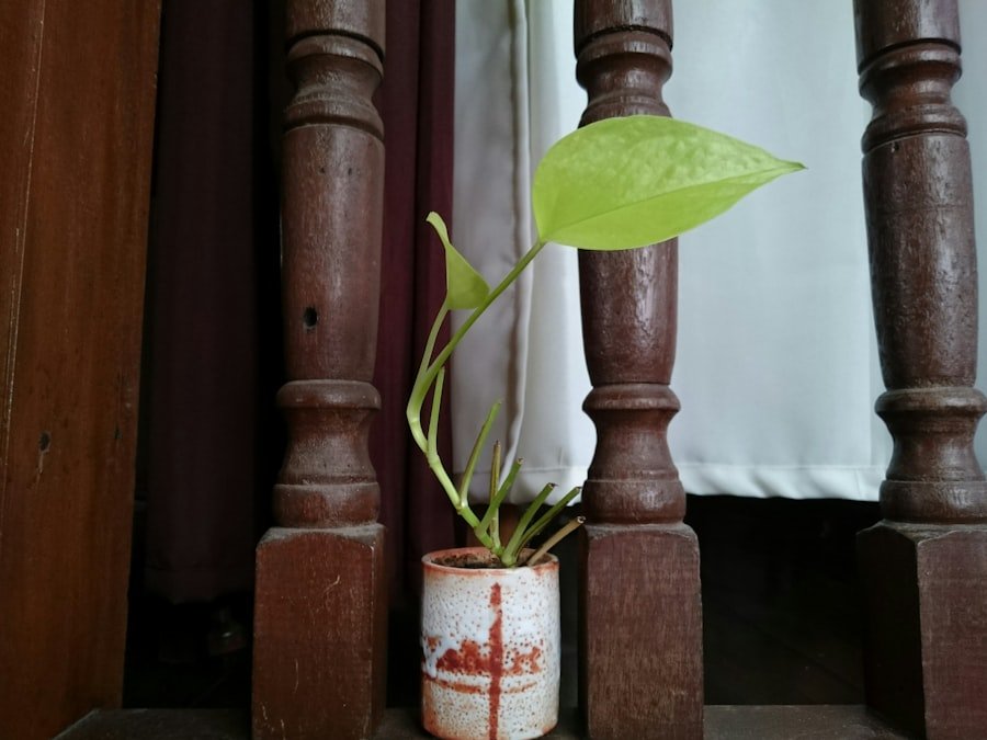 Photo grow curry plant from seed